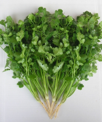 Picture of Coriander Green Aroma